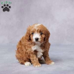 Henry, Cavapoo Puppy
